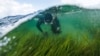 На севере Германии аквалангисты высаживают в море водоросли: это необычный способ борьбы с глобальным потеплением