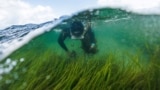 На севере Германии аквалангисты высаживают в море водоросли: это необычный способ борьбы с глобальным потеплением
